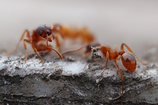 Как избавиться от муравьев на крыльце дома
